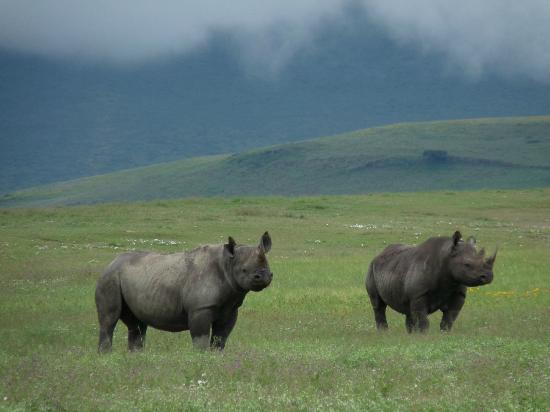 Ngorongoro Crater Day Trip